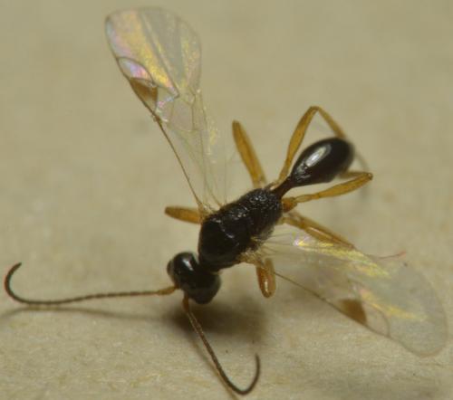 Réf. 230 327 : Peristenus laeviventris